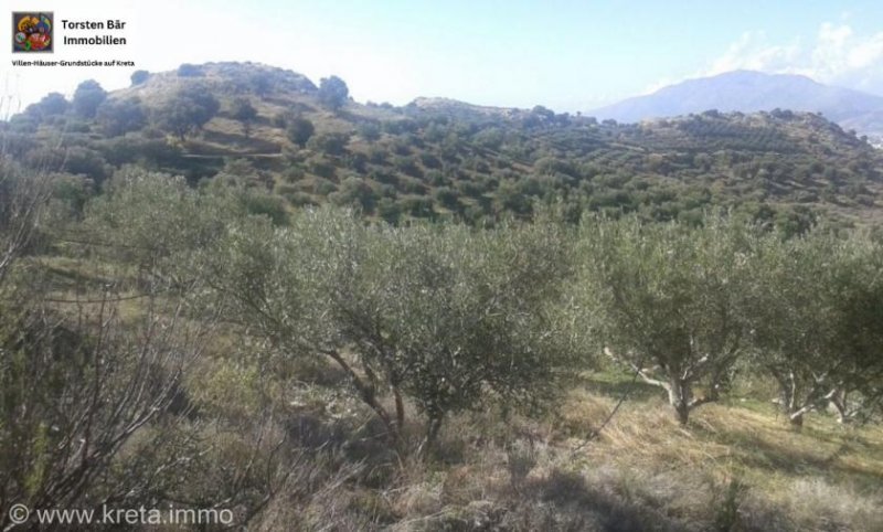 Vori Kreta, Vori Olivenhain 200.000m² mit 2 Gebäuden zu verkaufen Grundstück kaufen